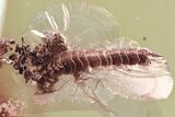 Detailed Fossil Pseudocentipede (Symphyla) In Baltic Amber - Rare! #372476-1